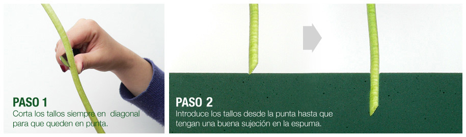 Procedimiento